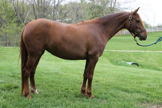Last week's pet, still available: Twyla